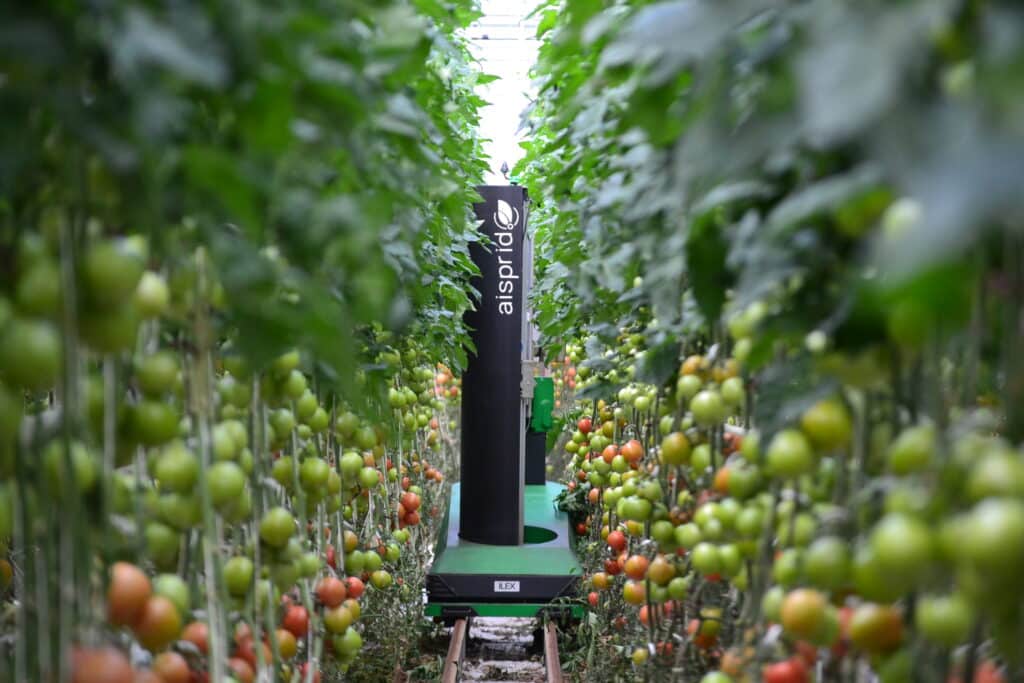 Le robot d’effeuillage Aisprid en serre de tomates