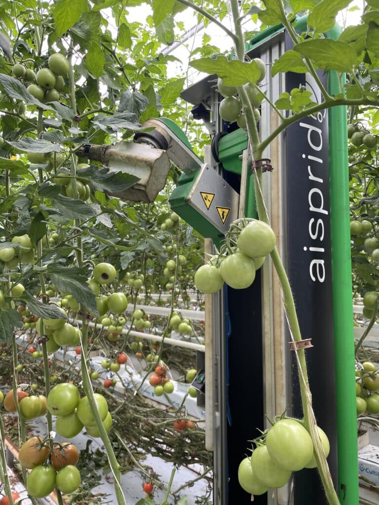 Coupe effeuillage tomates serre Aisprid